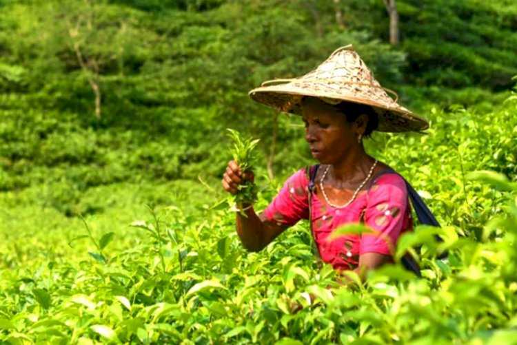 টানা খরার পর স্বস্তির বৃষ্টিতে প্রাণ ফিরে পেয়েছে চা-বাগান গুলো