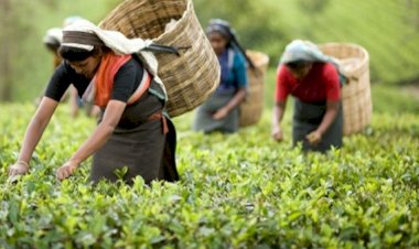 ঘামের দামে বৈষম্যের চুমুক" "চা উৎপাদন করেও চায়ের স্বাদ বঞ্চিত শ্রমিকেরা