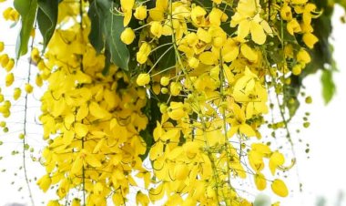 গ্রীষ্মের রুক্ষ প্রকৃতিতে শোভা ছড়াচ্ছে সোনালু ফুল