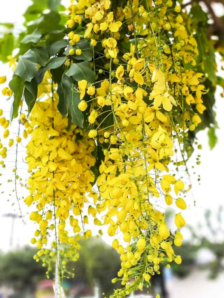 গ্রীষ্মের রুক্ষ প্রকৃতিতে শোভা ছড়াচ্ছে সোনালু ফুল