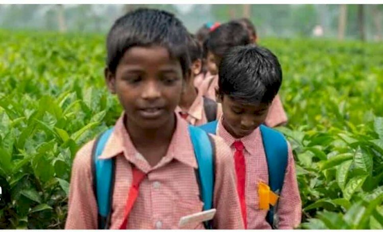 সিলেটের চা বাগানে নেই সরকারি বিদ্যালয়: শিক্ষা থেকে বঞ্চিত হাজারো শিশু